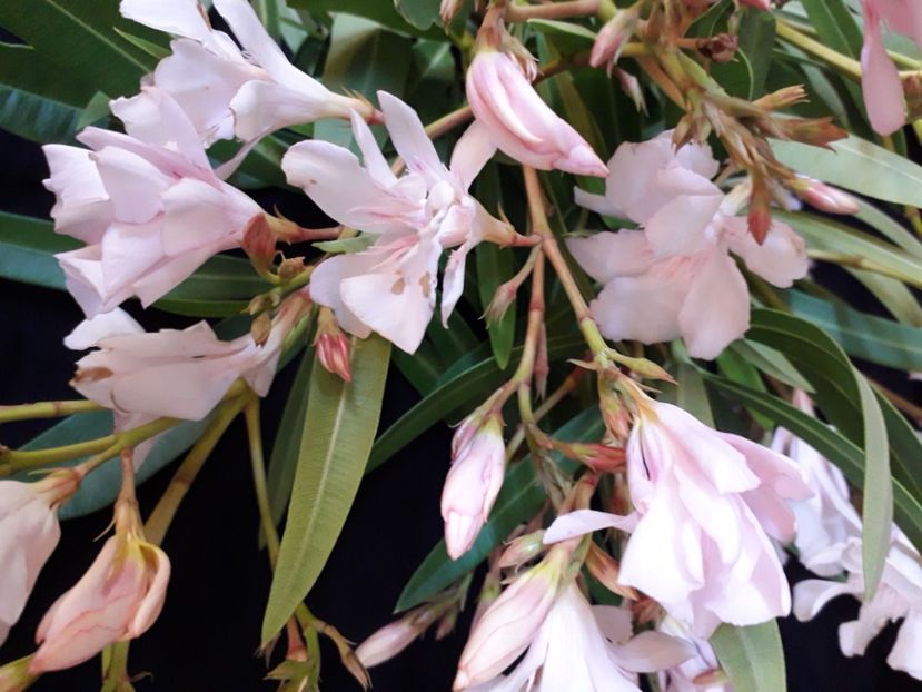  - A a a a a FLORI 2020