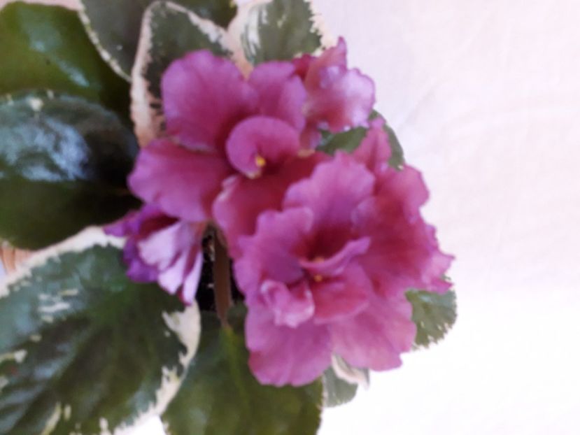  - A a a a a FLORI 2020