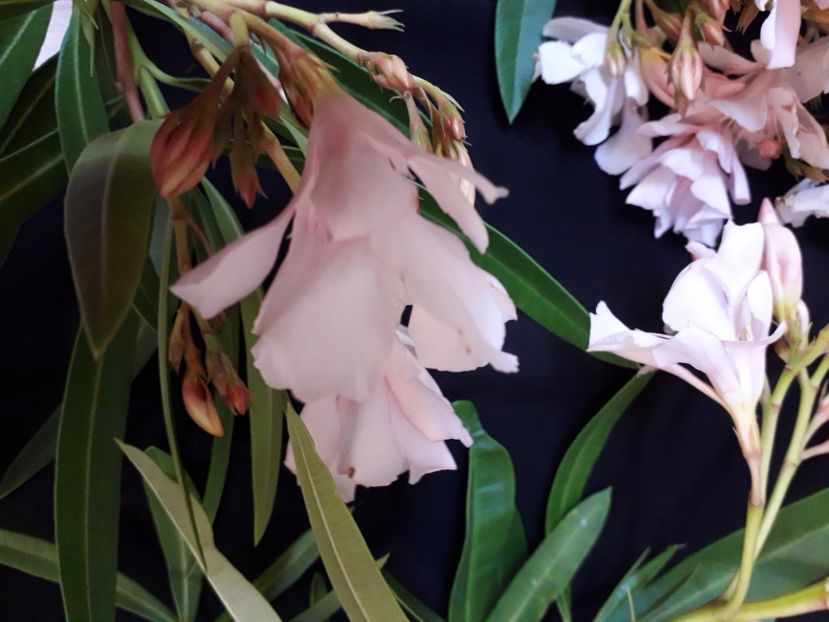  - A a a a a FLORI 2020