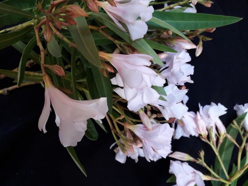  - A a a a a FLORI 2020