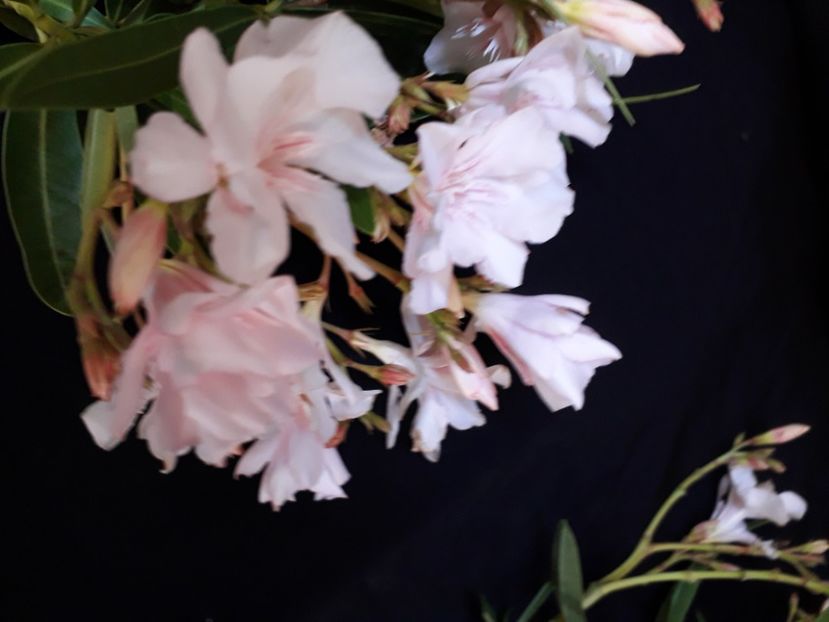  - A a a a a FLORI 2020