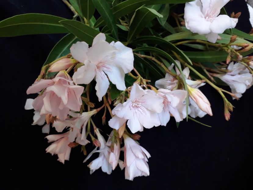  - A a a a a FLORI 2020