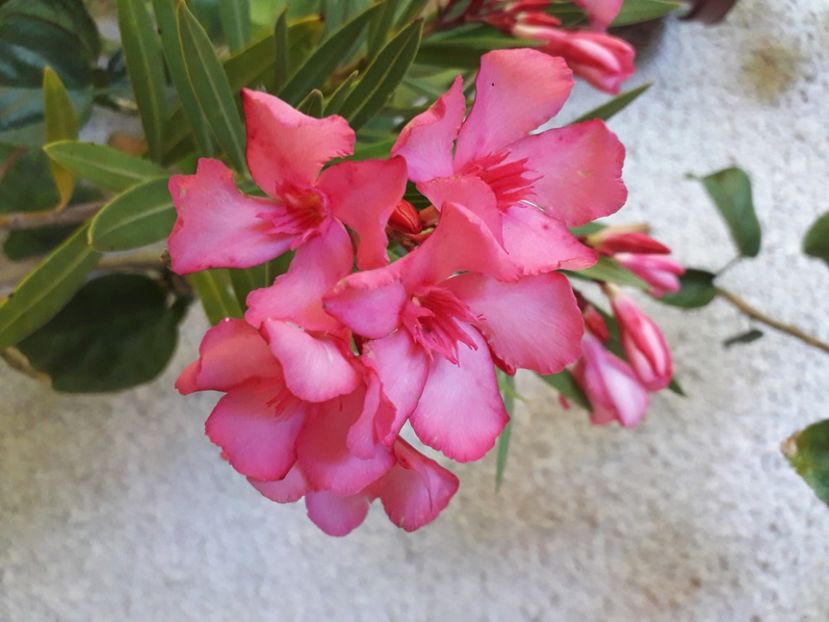  - A a a a a FLORI 2020