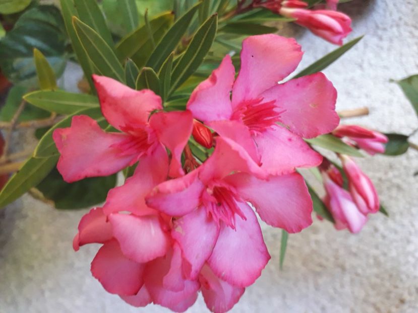  - A a a a a FLORI 2020