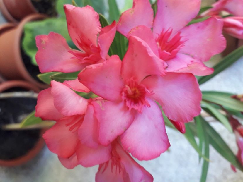  - A a a a a FLORI 2020