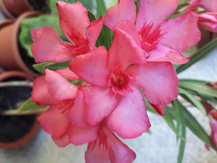  - A a a a a FLORI 2020