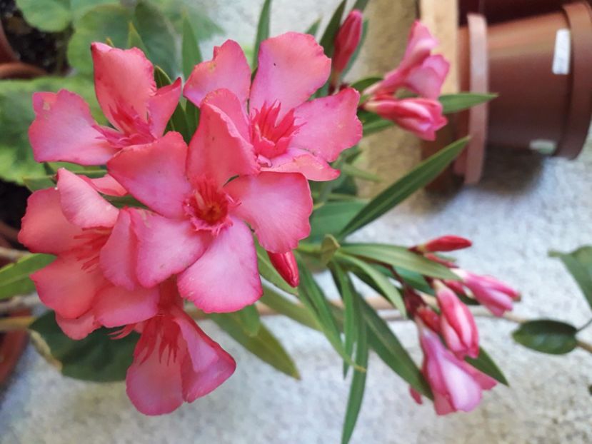  - A a a a a FLORI 2020