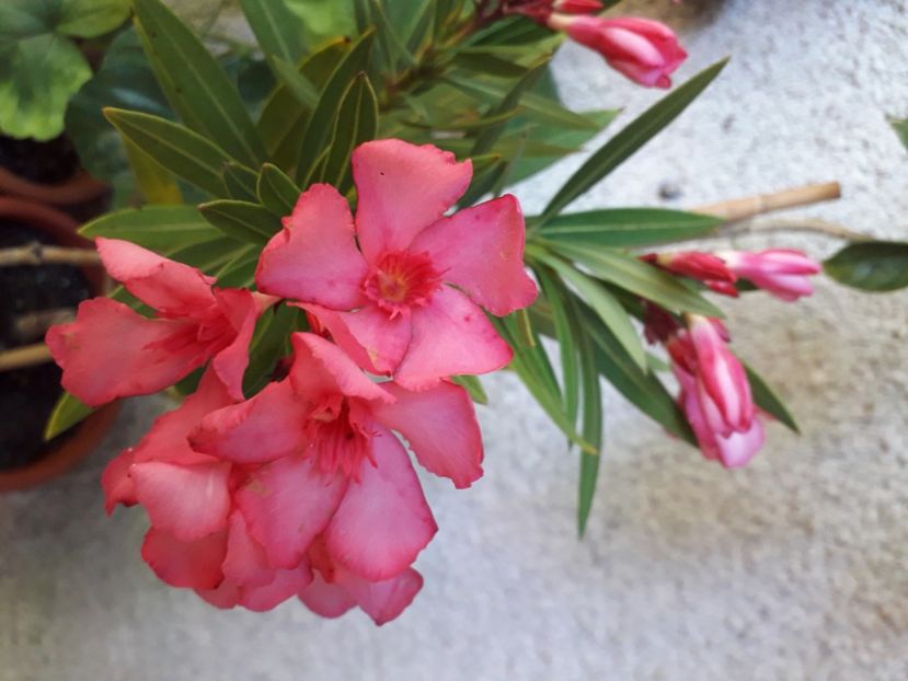  - A a a a a FLORI 2020