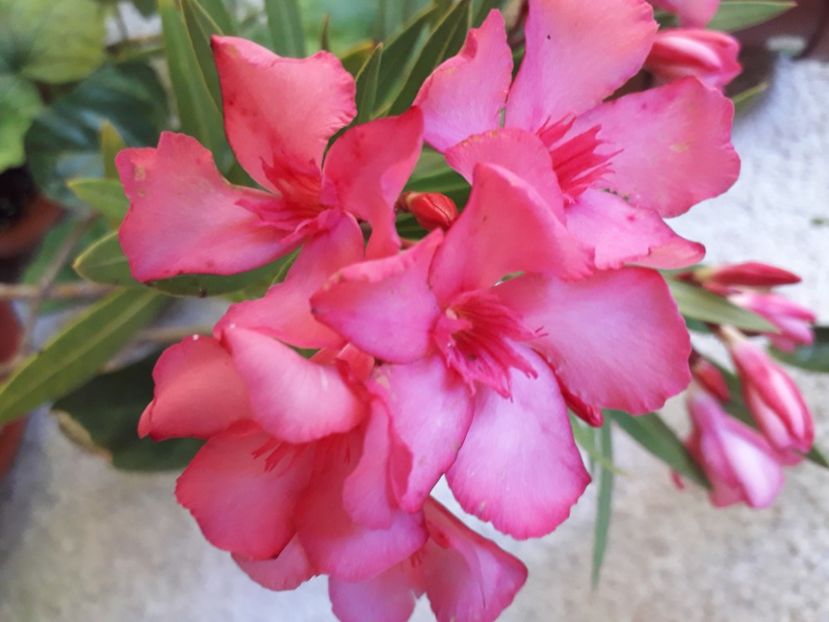  - A a a a a FLORI 2020