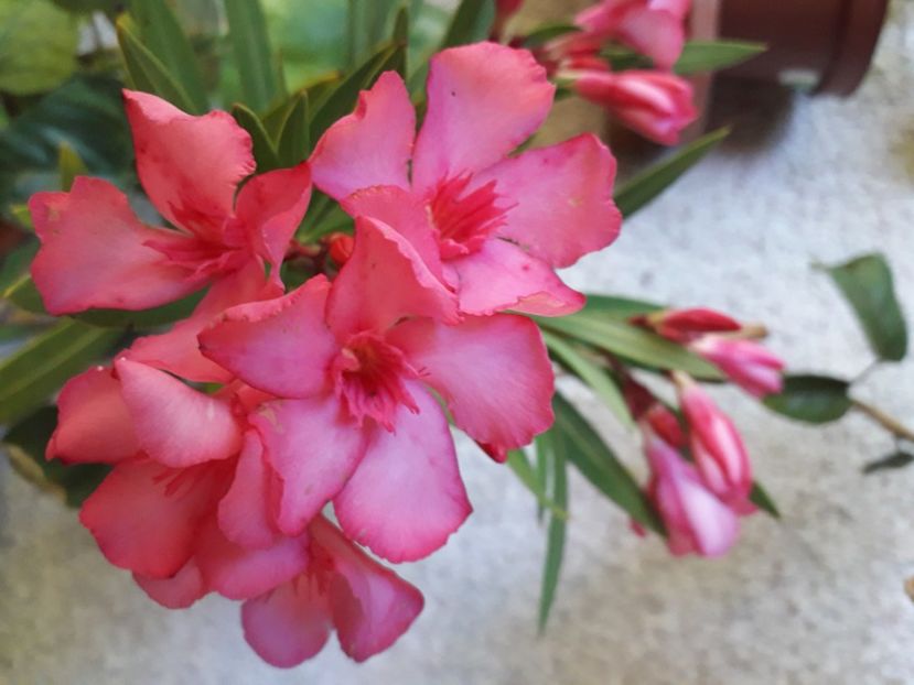  - A a a a a FLORI 2020