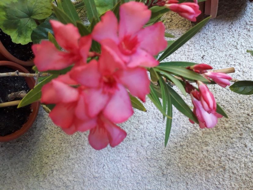  - A a a a a FLORI 2020