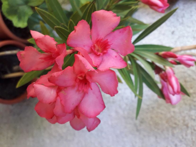  - A a a a a FLORI 2020