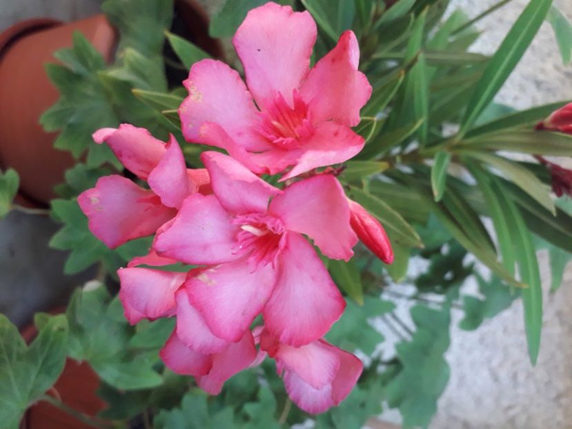  - A a a a a FLORI 2020