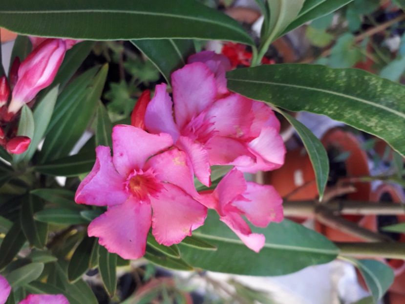  - A a a a a FLORI 2020