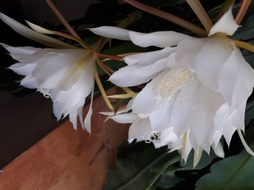  - A a a a a FLORI 2020