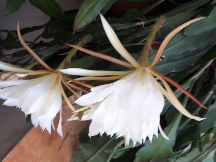  - A a a a a FLORI 2020