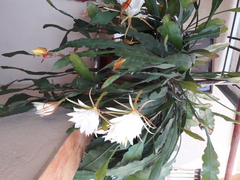  - A a a a a FLORI 2020