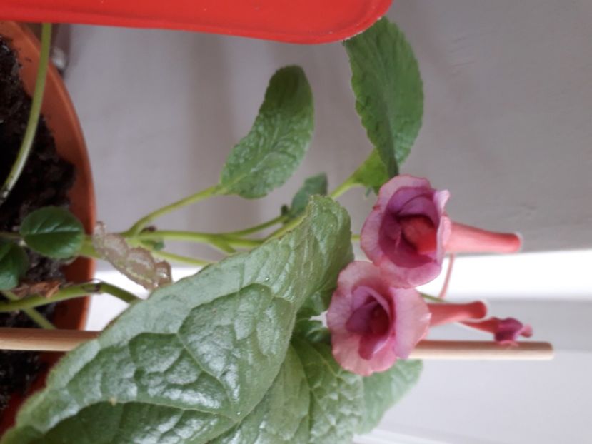  - A a a a a FLORI 2020