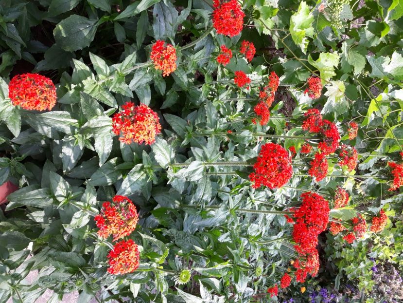  - Flori de grădină-2020