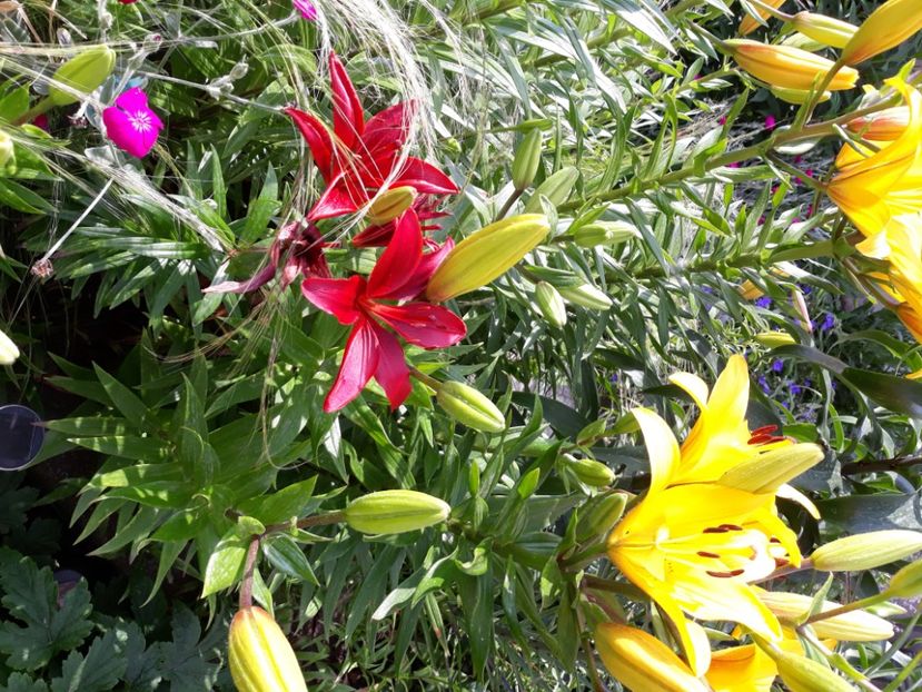  - Flori de grădină-2020