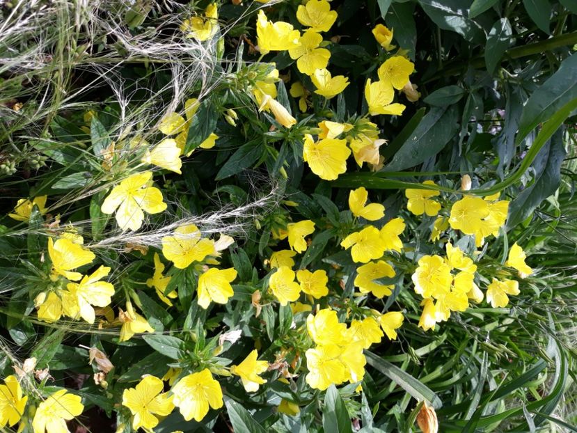  - Flori de grădină-2020