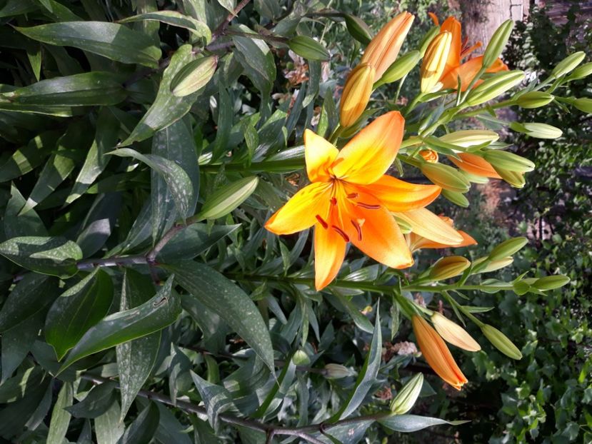  - Flori de grădină-2020