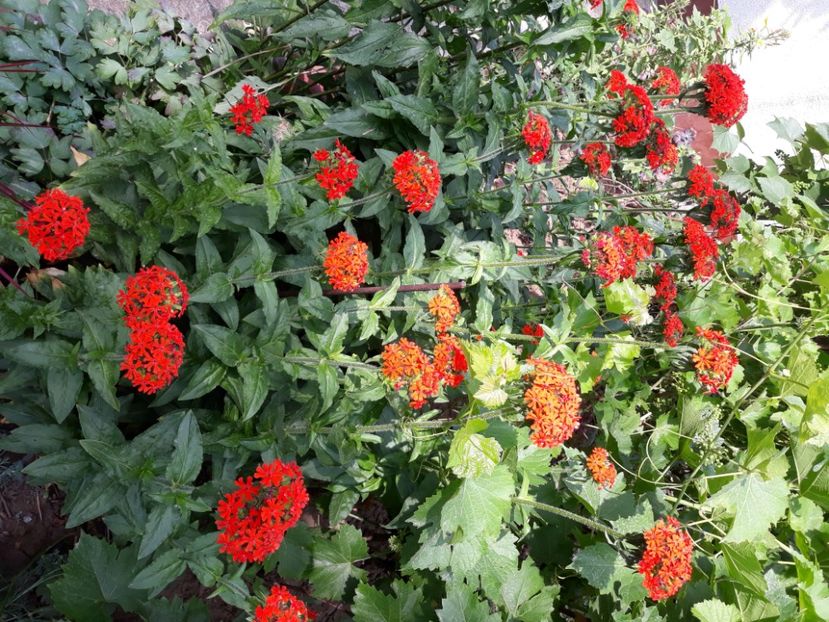  - Flori de grădină-2020