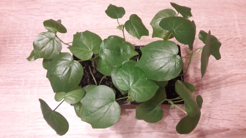  - Bumbac din seminte