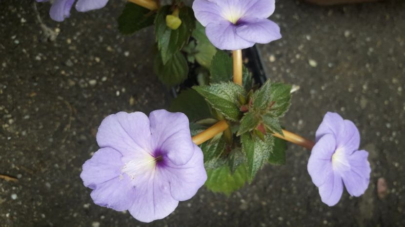 Blue Swan - Achimenes 2020