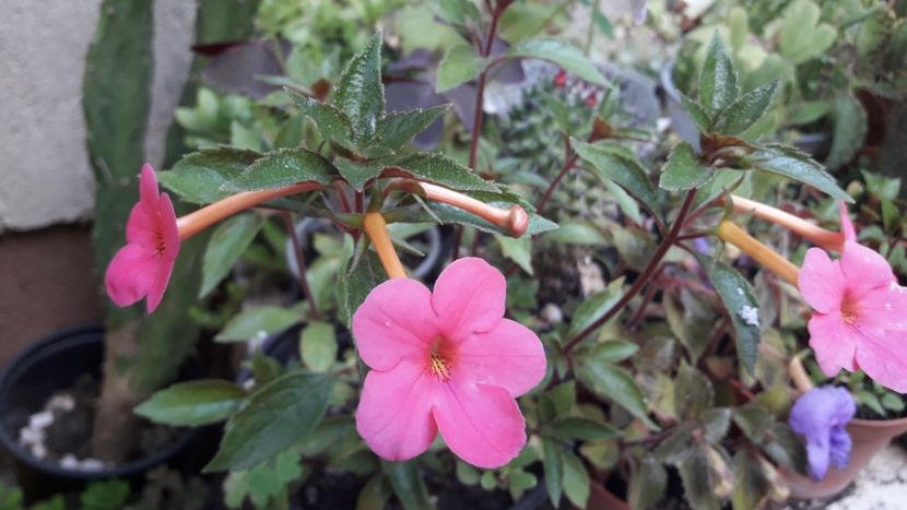 Charm - Achimenes 2020