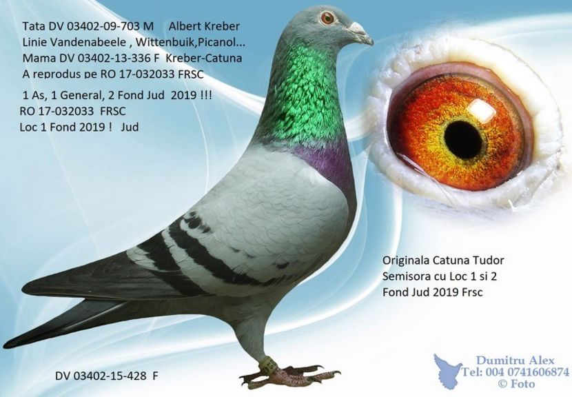 428 Dv - Porumbei super top 2020 achizitii