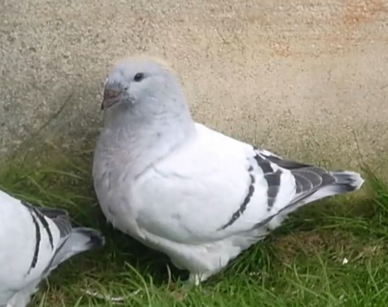 PL20-JRS 23 - g- MLODE-2020 - Youth