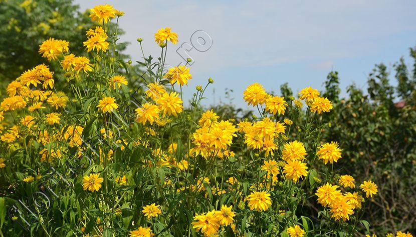 Heliopsis - Diverse