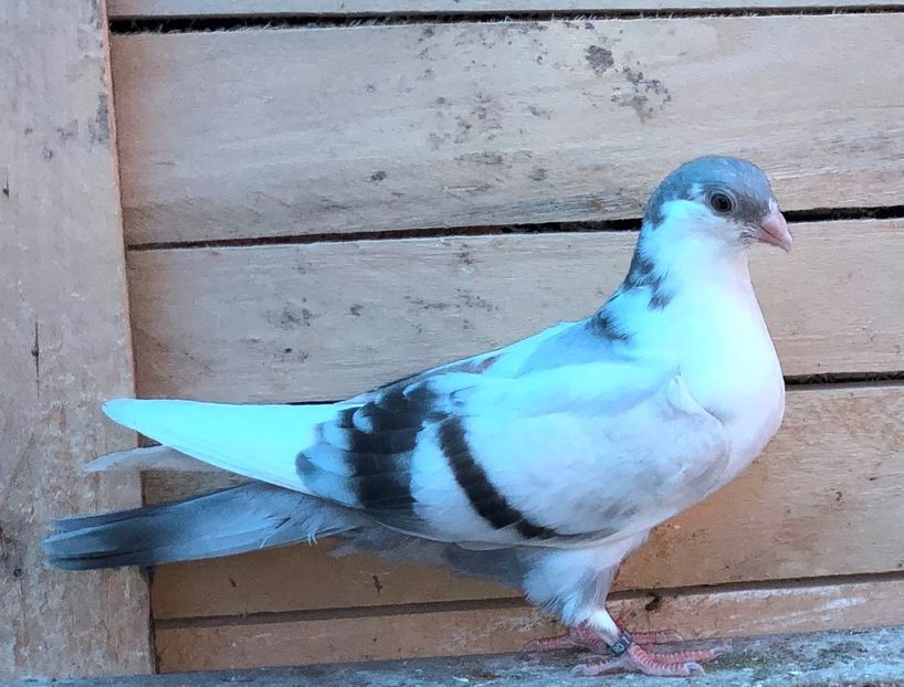 8750  mascul  2020_1 - tineret 2020