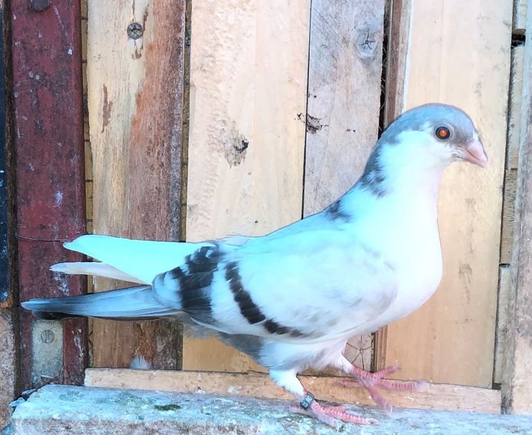 8750  mascul  2020_3 - tineret 2020