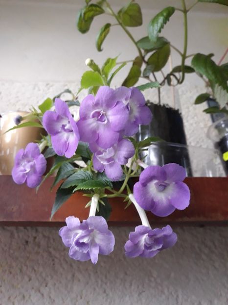  - 0001 2022 - BriD s Sarina