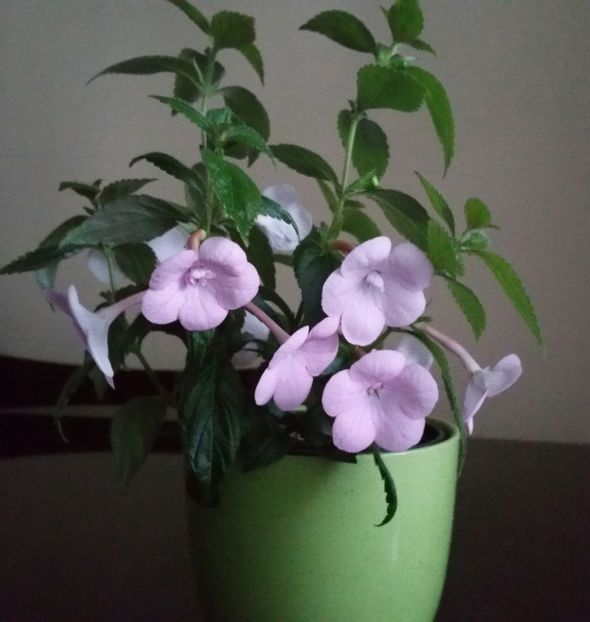 20200720_095726-1 - Double Pink Rose