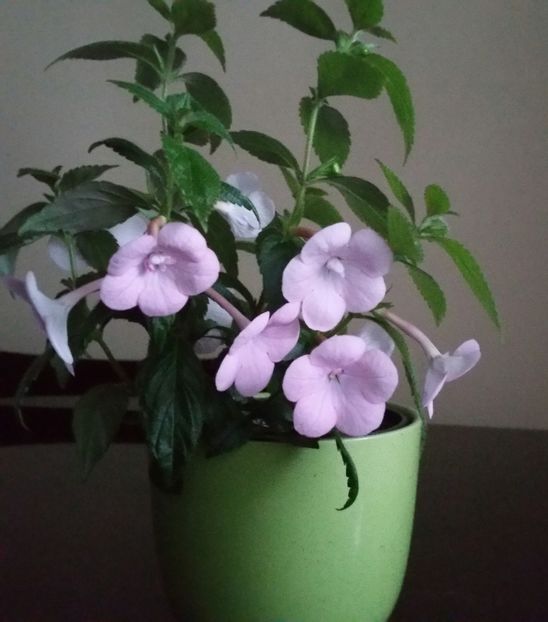 20200720_095729-1 - Double Pink Rose