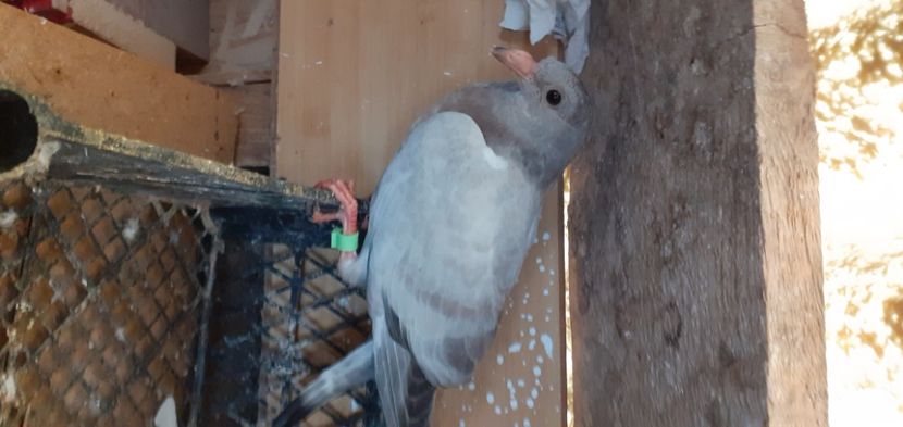  - UNDEVA IN SUCEAVA arhiva