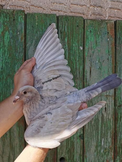  - NU AMI APARTIN 2020