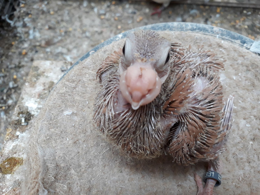  - Indian german 2020