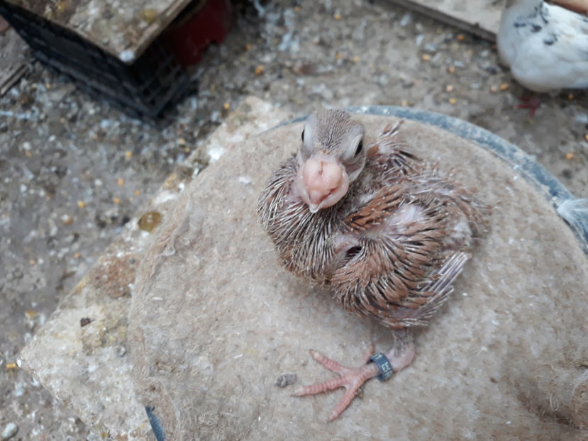  - Indian german 2020