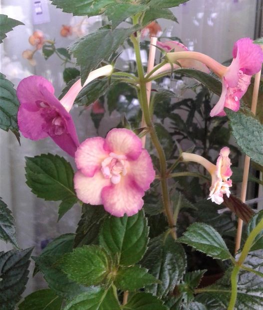  - Achimenes Nia 2020