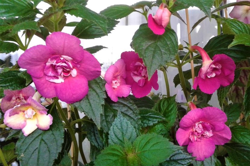  - Achimenes Nia 2020