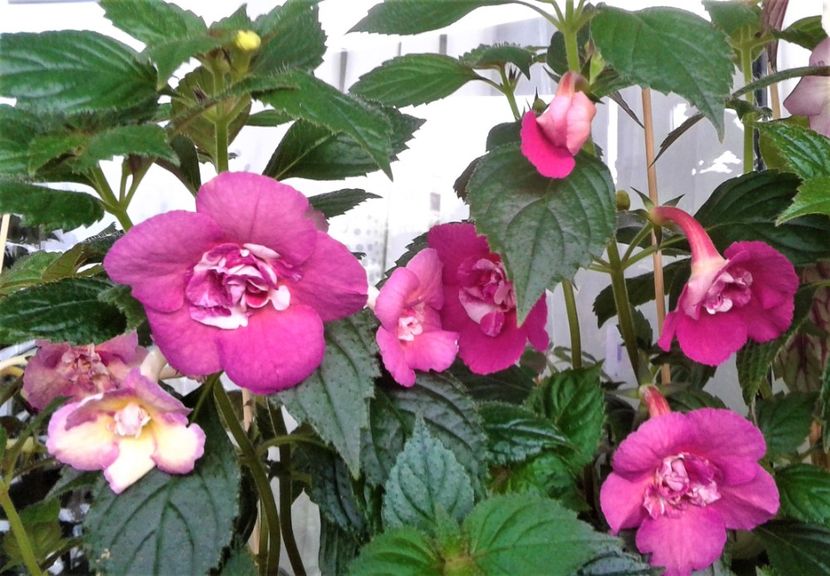  - Achimenes Nia 2020