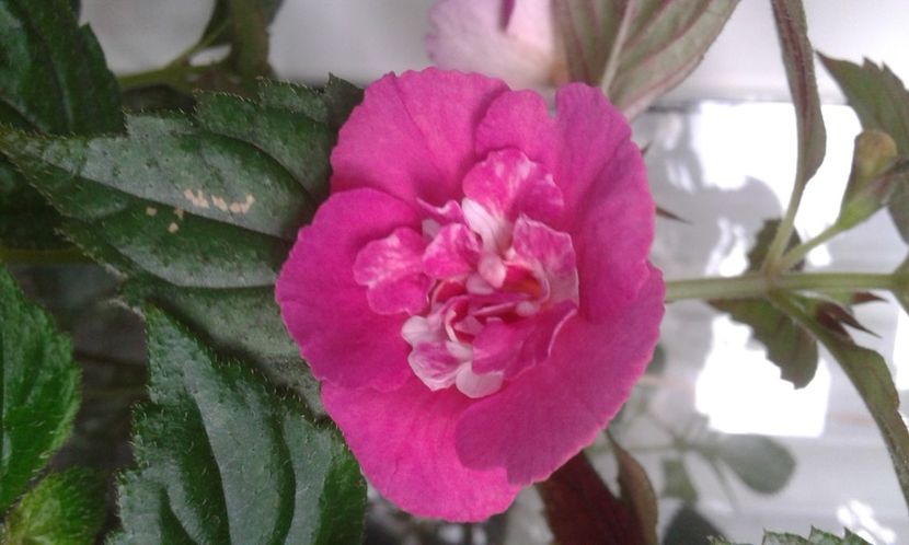  - Achimenes Nia 2020