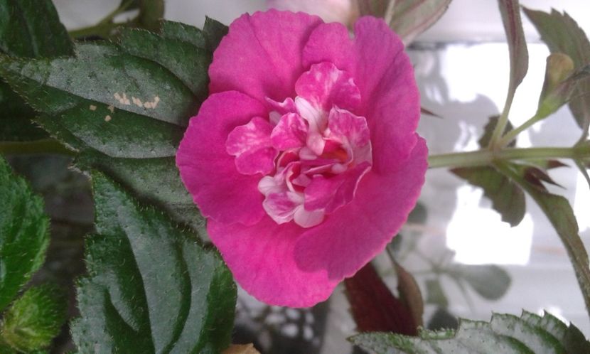  - Achimenes Nia 2020