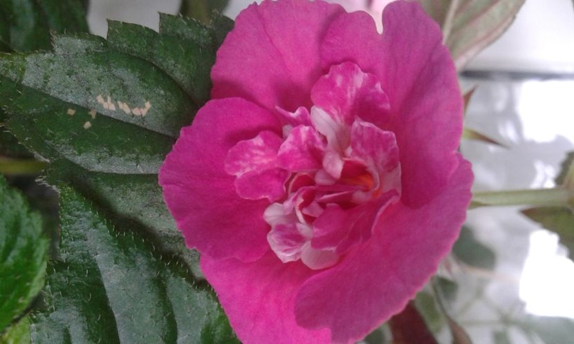  - Achimenes Nia 2020