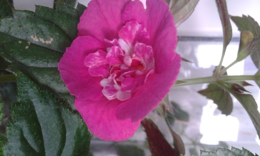  - Achimenes Nia 2020