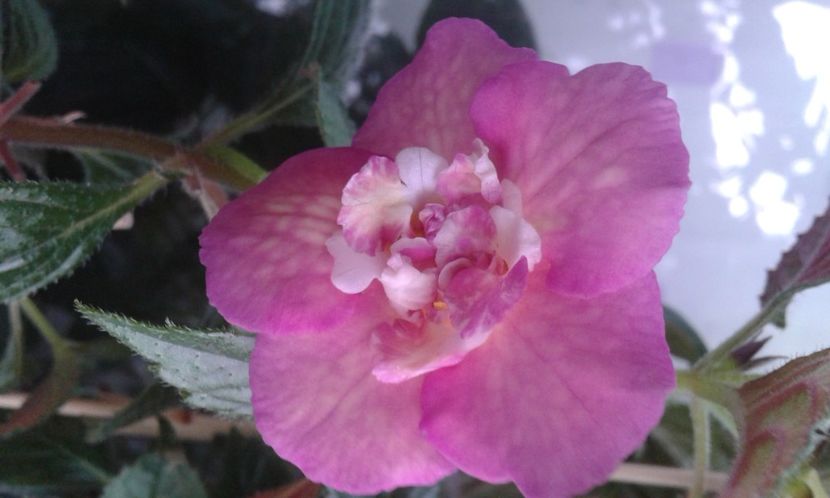  - Achimenes Nia 2020